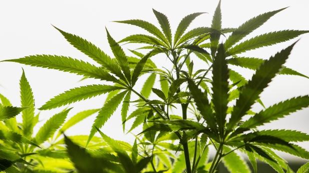 All Natural Health - Marijuana Doctor