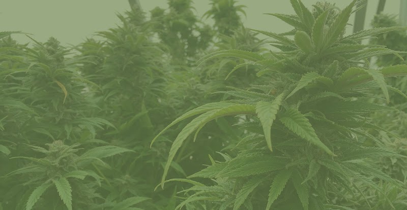 All Natural Health - Marijuana Doctors