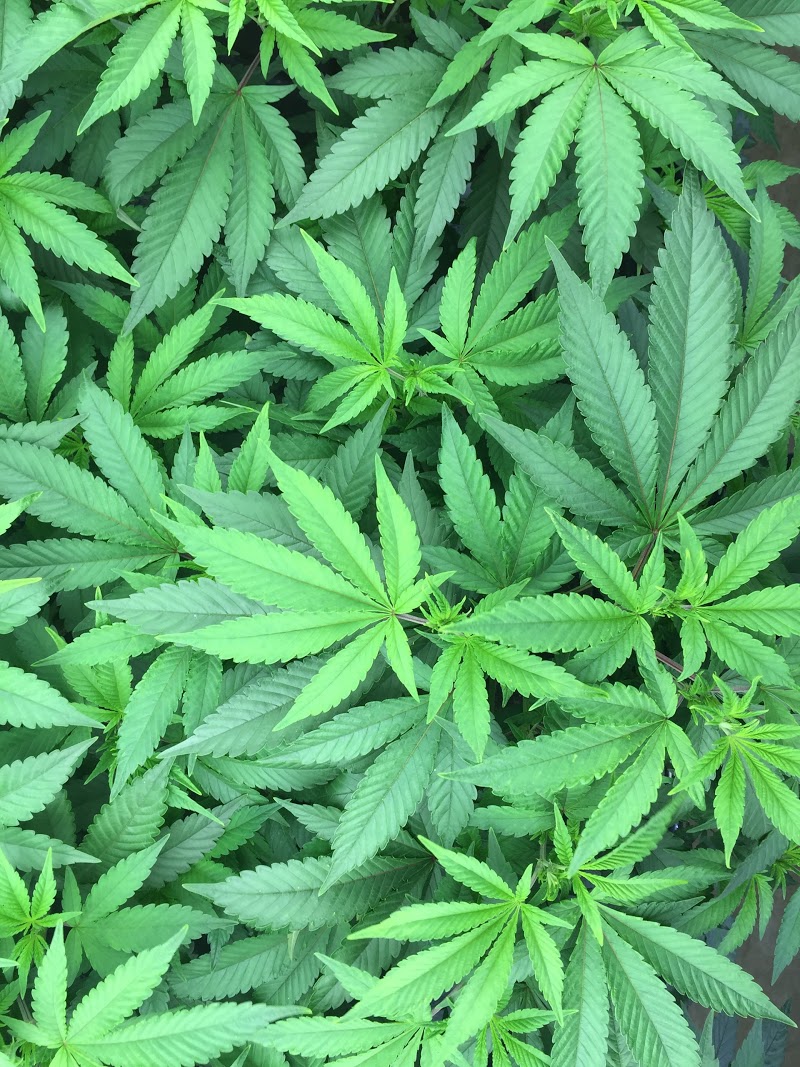 Always Young at GCC, Medical Marijuana Certifications and cbd store