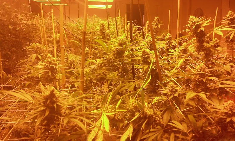 Around The Clock Cannabis