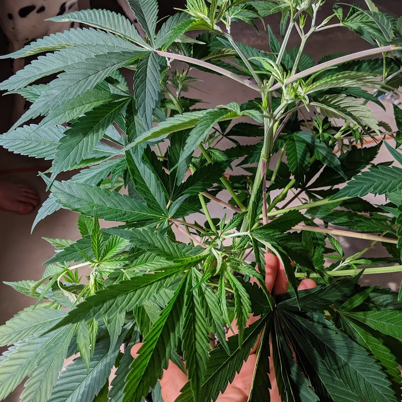 Burns CBD