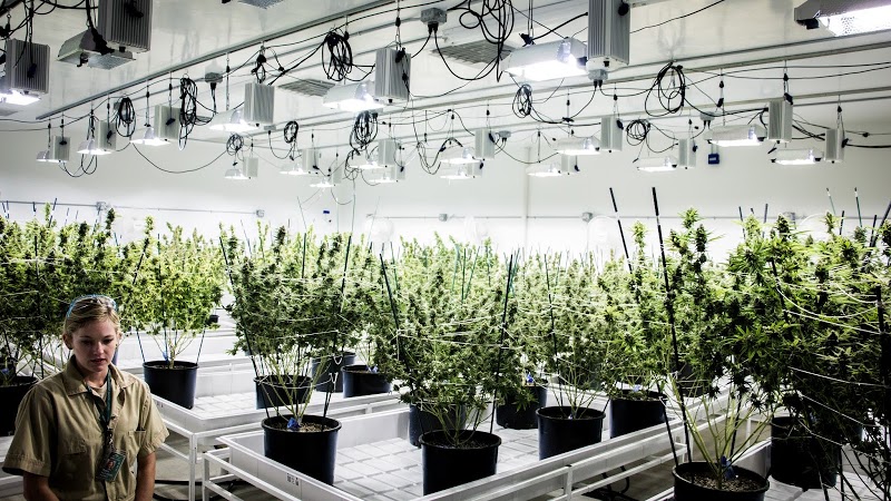 CABIN CANNABIS