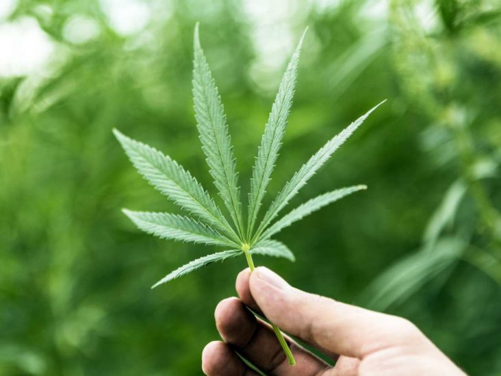 Cannabis With Love