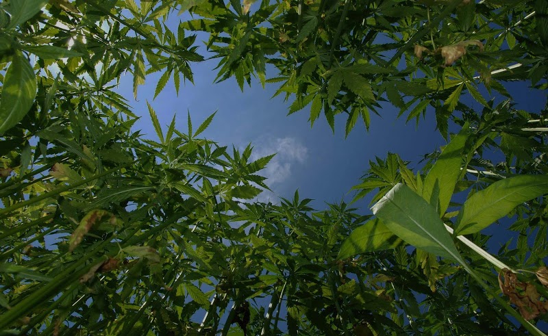 Carolina Hemp Company
