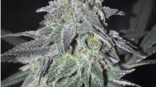DiamondTREE Inc. Westside Bend