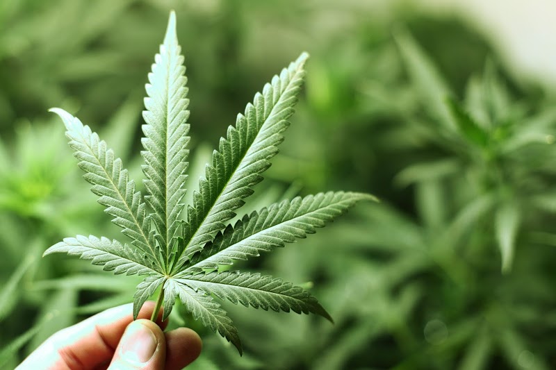 Dr. Reefer\'s Medical Marijuana Card Evaluations