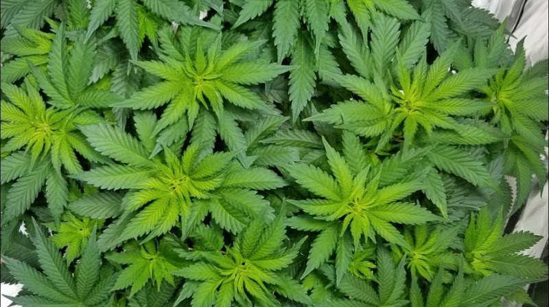 Gaia\'s Favor Medical Marijuana Dispensary