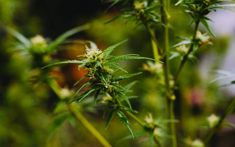 Green Cross Medical Marijuana Hollywood