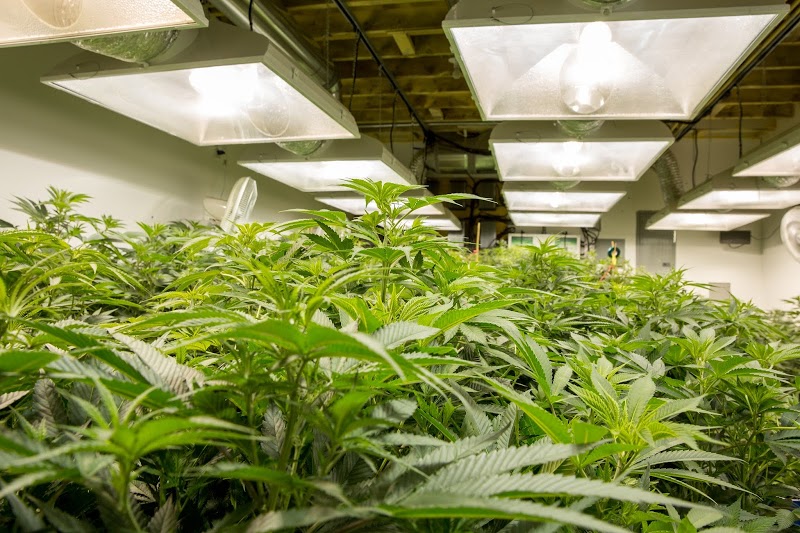 Headquarters Cannabis Company - Longmont