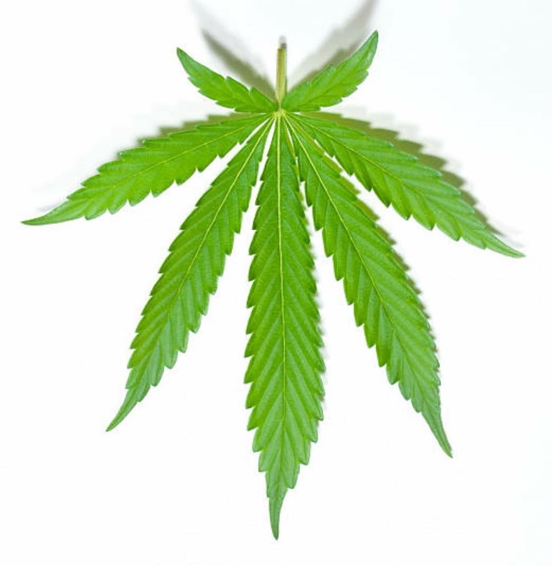 Hemp the NON POT Exclusive Partner with CBD BioCare