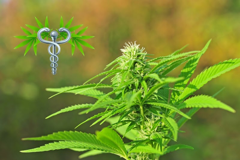 Loving Life Medical Marijuana