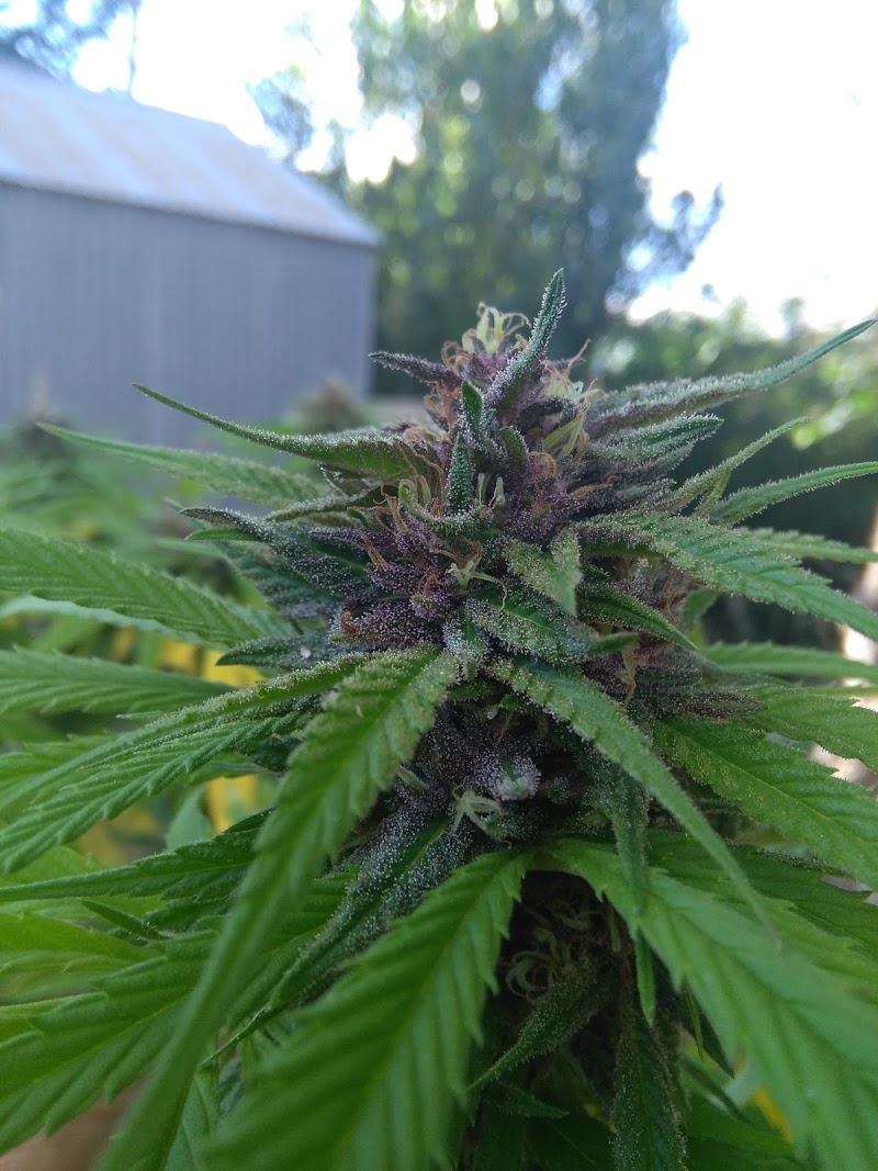 Marijuana Dispensary Information Center