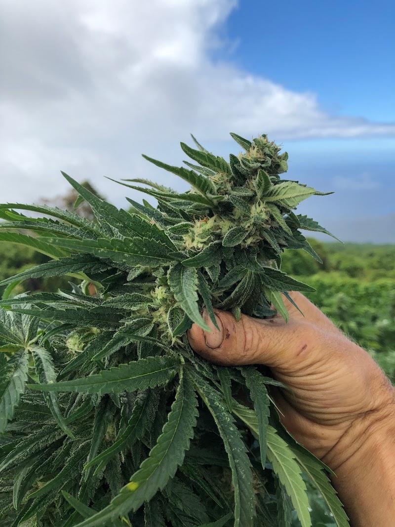 Maui CBD store@Goin Left Boutique