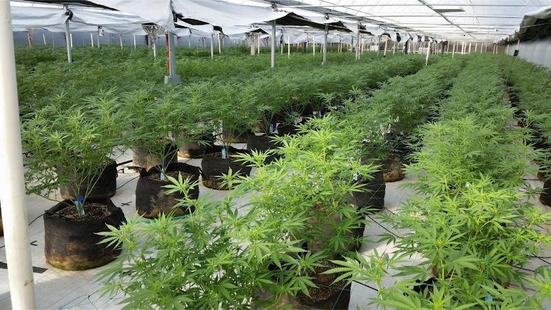 Medical Marijuana Doctors Pensacola