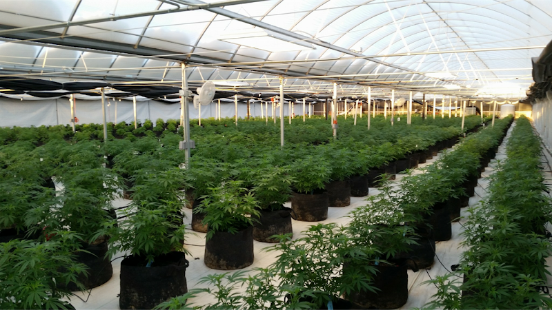 OMNI Medical Boca Raton | Marijuana Doctors | Clinics | Cards | Telemedicine