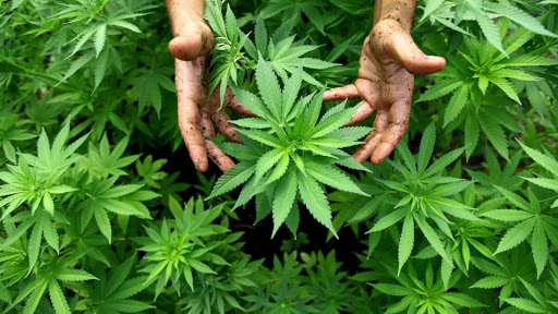 Rocky Mountain Cannabis