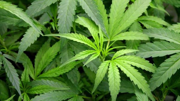 Serenity Medical Online Marijuana Evaluations
