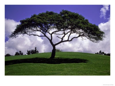 Shadetree Vapes