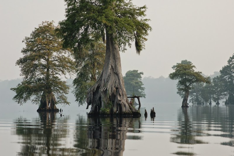 Swamp Vapor