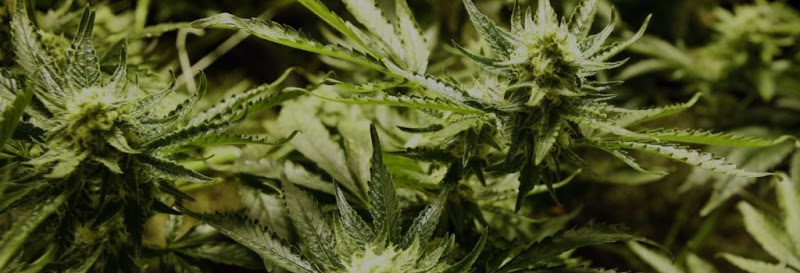 Top Shelf Botanicals