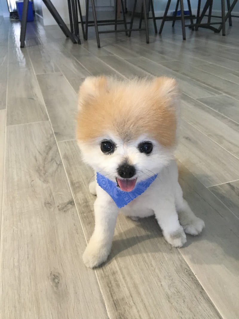 Vapor Dog