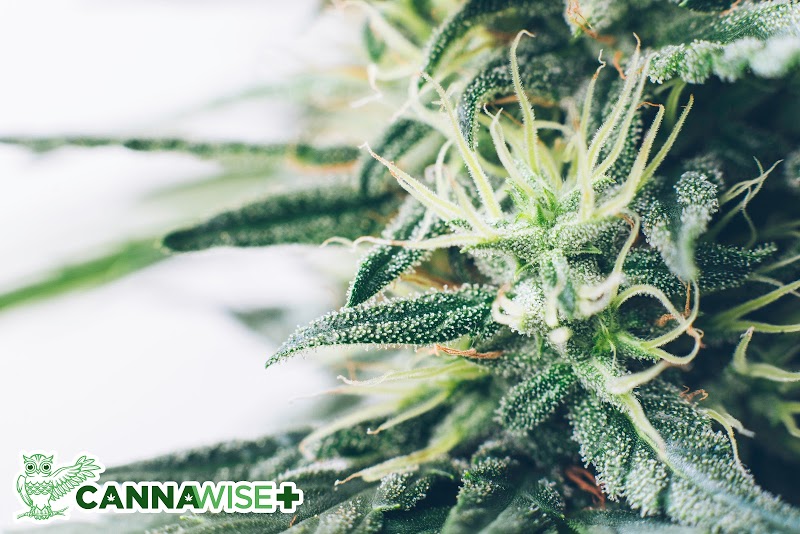 CannaWise: The Patient\'s Dispensary