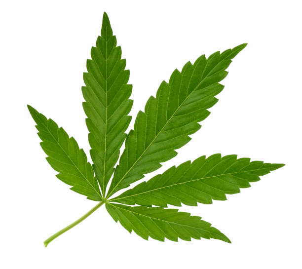 Medical Cannabis Outreach