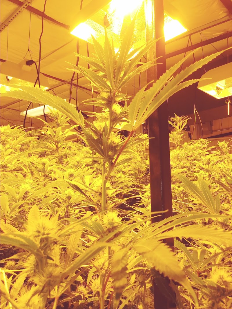 Trulieve Medical Marijuana Grow Facility
